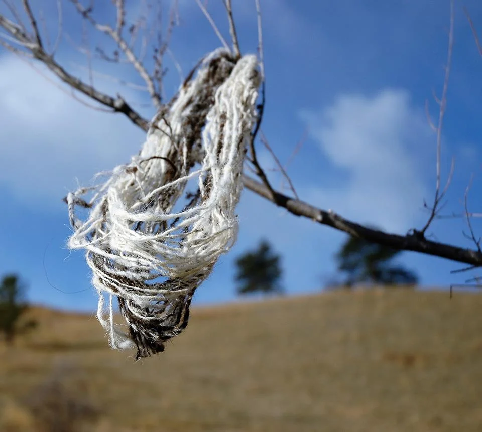 Freshly washed skein drying in the wind. Photo A. Chmielewski