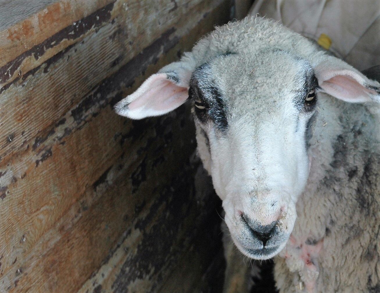 Sheep in the shed