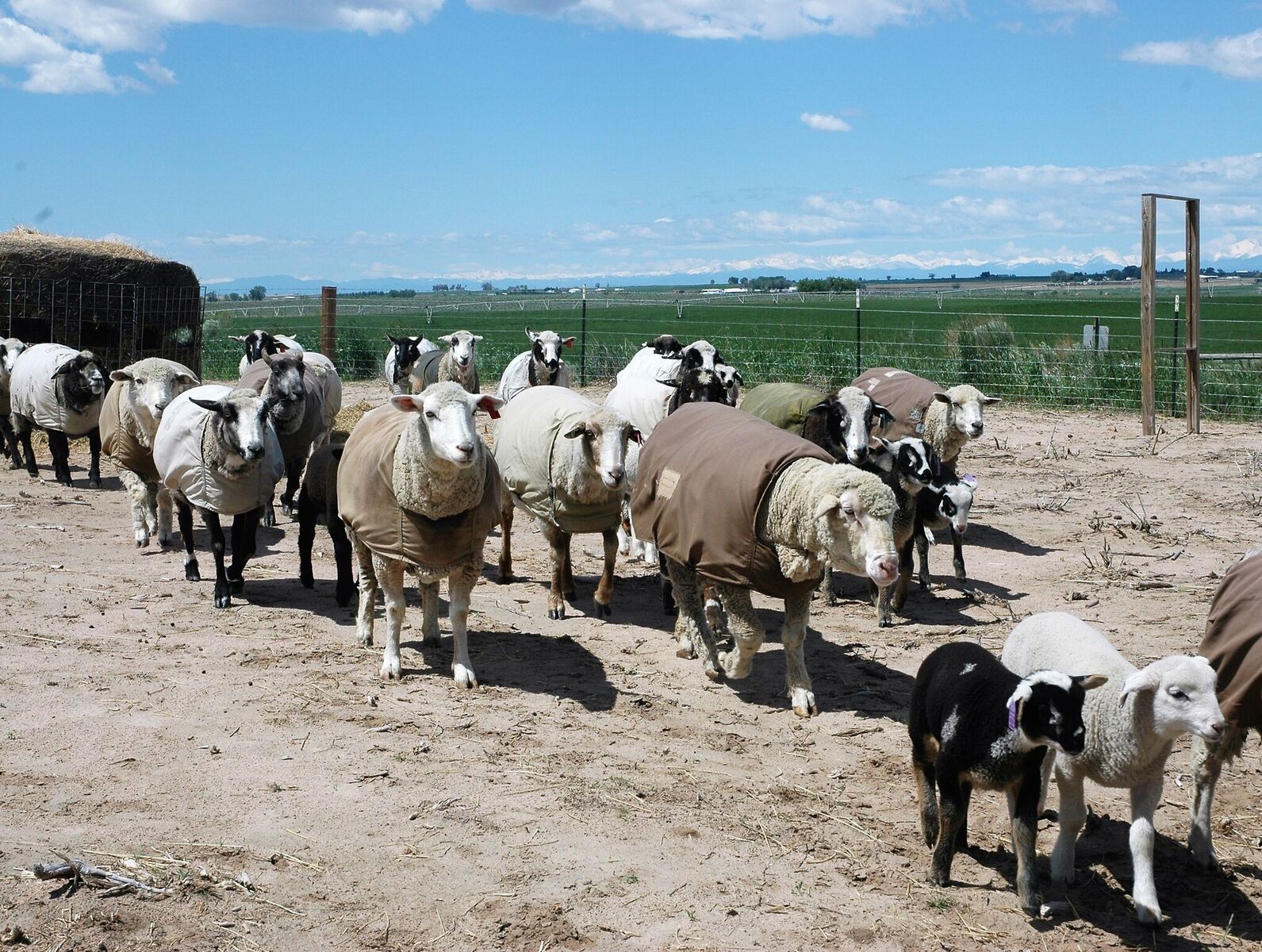 After every sheep is cared for, they head back out to pasture.