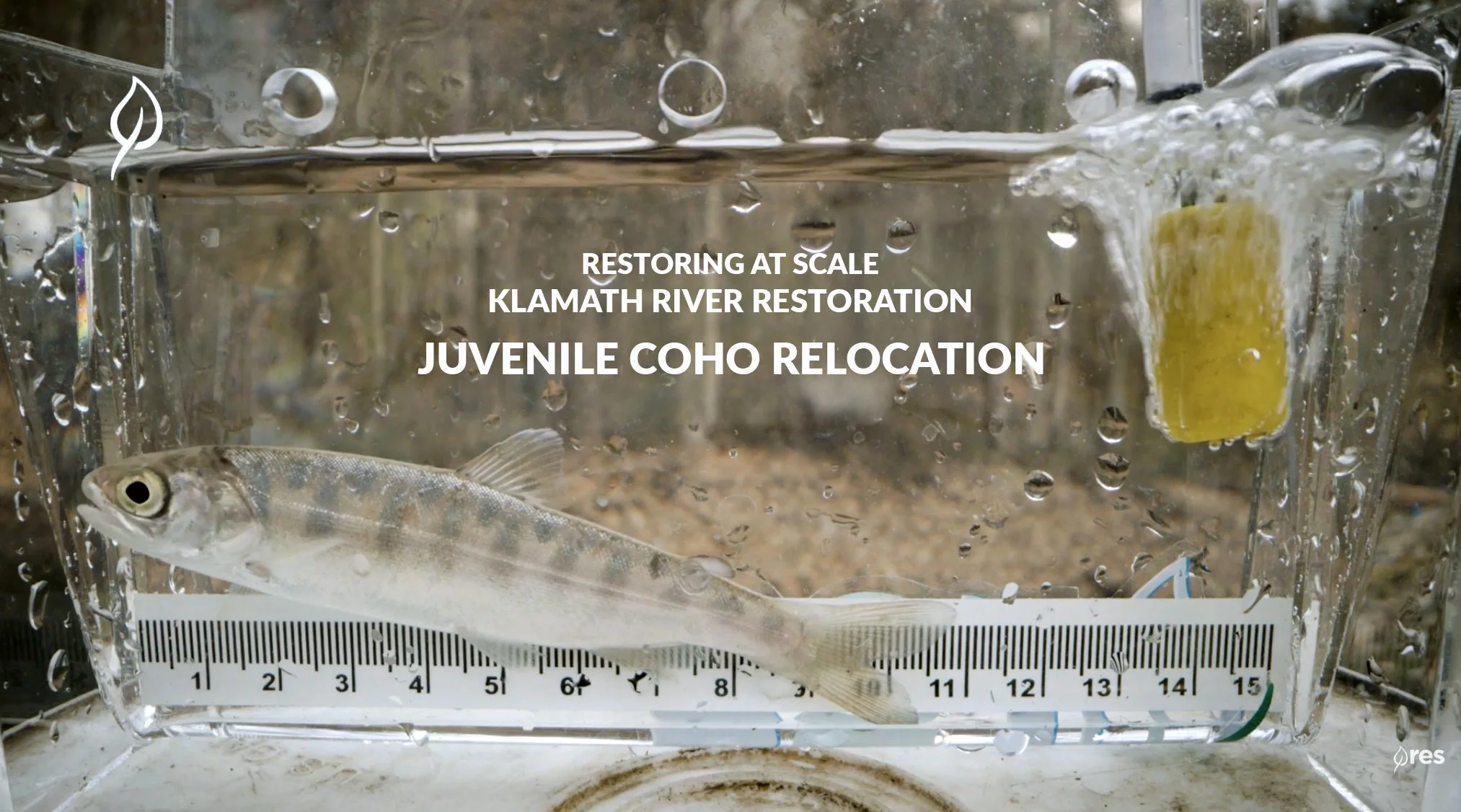 Coho Relocation | Klamath River Restoration