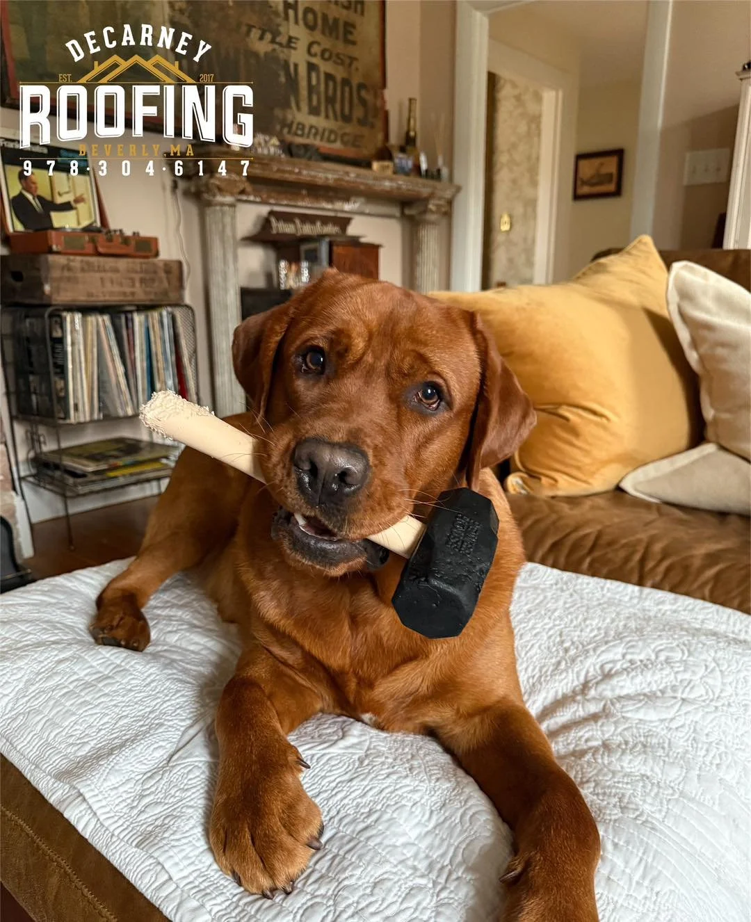 Even Sanford knows it&rsquo;s Friday. Time to wrap it up and enjoy the weekend! 🔨🐶