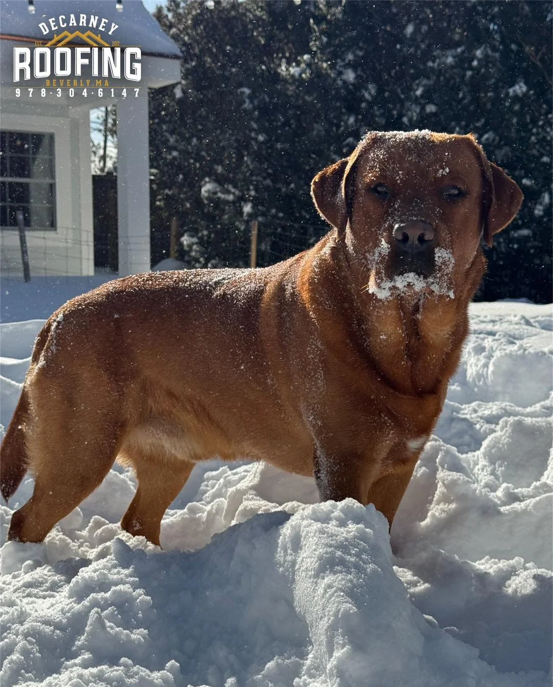 ❄️ Sanford says there is absolutely no roofing to be done in this weather! 🐾

#DeCarneyRoofing #TheDeCarneyDifference #BeverlysRoofer #Beverly #BeverlyBasedBeverlyTrusted