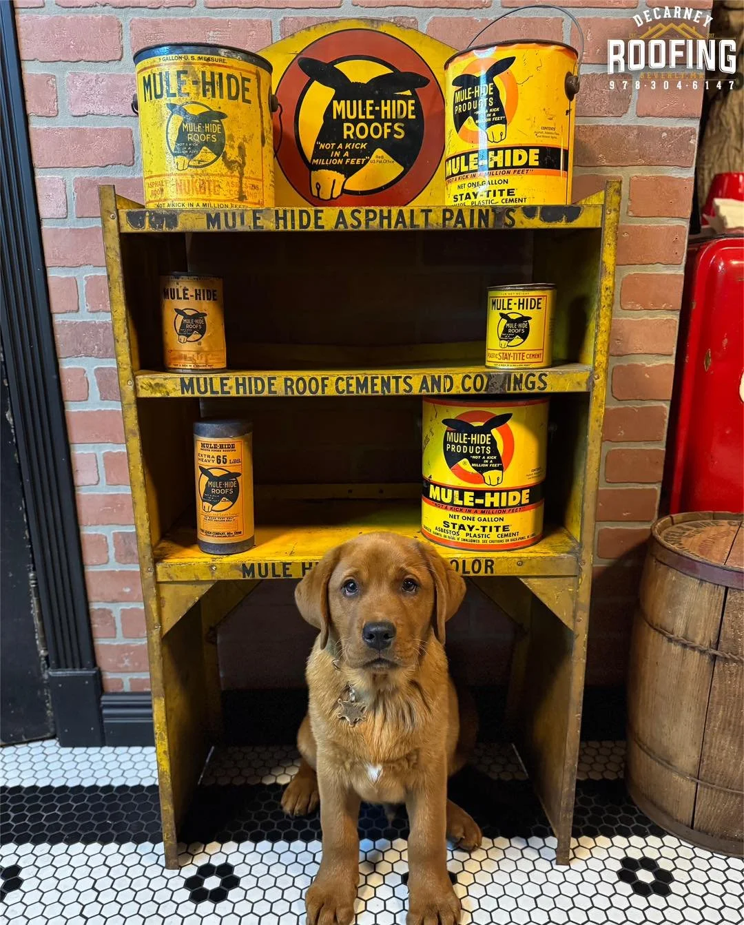 We made it to Friday 🙌

What better way to head into the weekend than with one of our favorite throwbacks of Sanford as a puppy at the office 🐶

Still the most photogenic guy on the team&hellip; some things never change!

Happy Friday from all of u