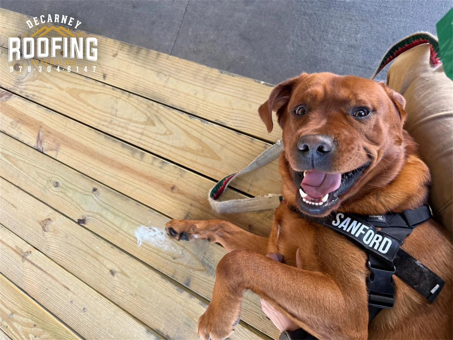 🐾 Sanford&rsquo;s feeling a little feisty today.. he&rsquo;d like to speak to whoever decided the weekend should only be two days! 😂

#Sanford #SanfordTheRoofer #DeCarneyRoofing #DeCarneyDidIt #TheDeCarneyDifference #BeverlysRoofer #Beverly #Beverl