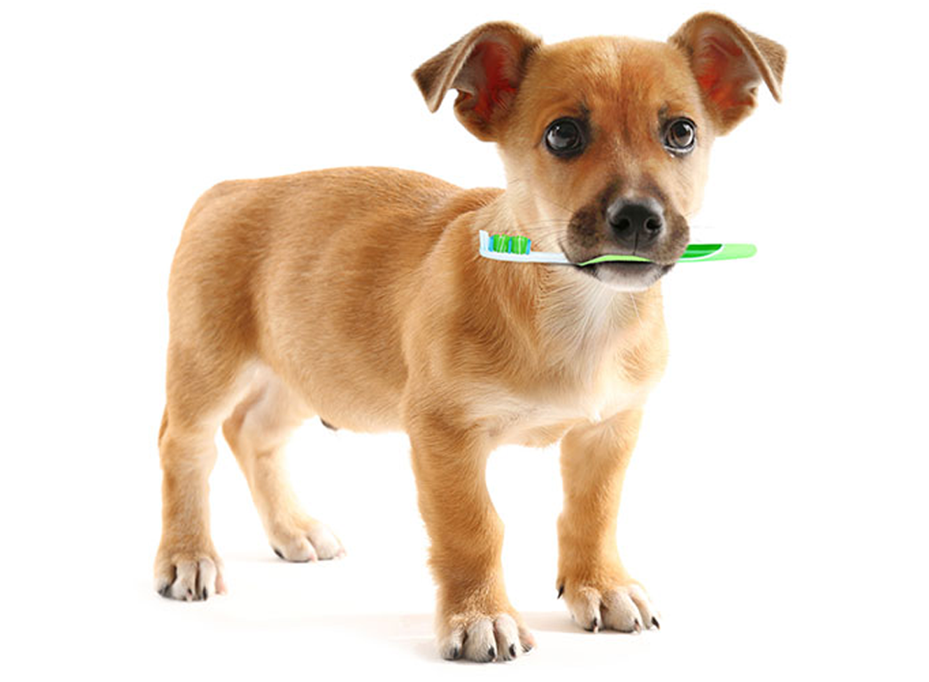 pup.png