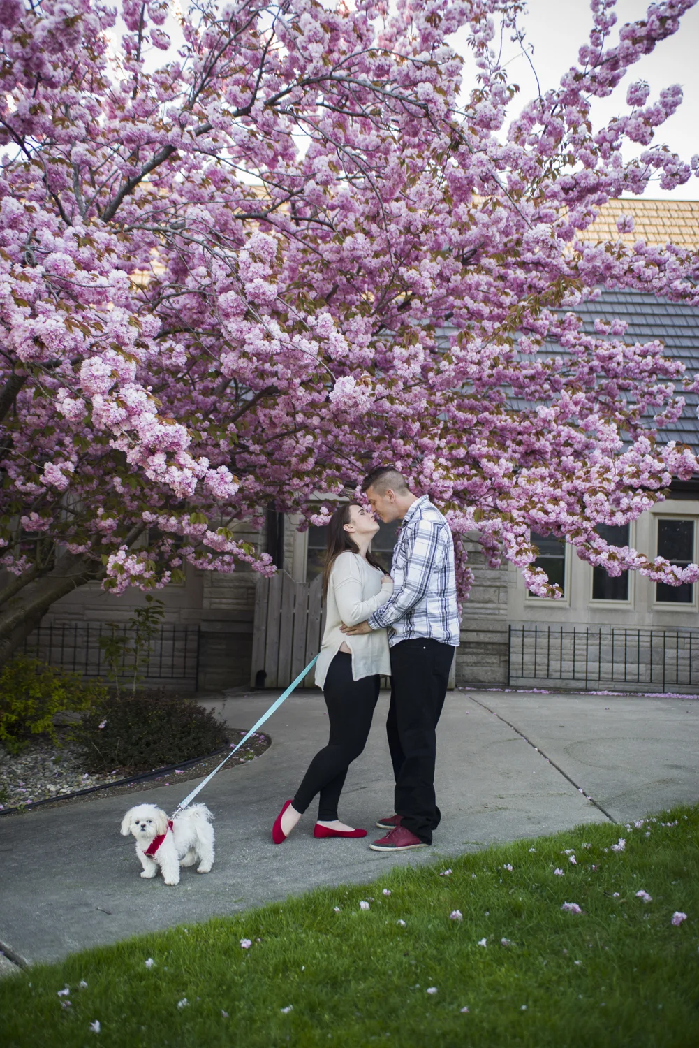 Spring Lake-Presbyterian Church-Grand Haven-Muskegon-Michigan-Lakeshore-West Michigan-Engagement-Couple-Photographer-Photography-Lakeshore-Dog-Puppy-Blooming Tree-Cherry Tree-Blooms-Flowers-Pink Flowering Tree.jpg
