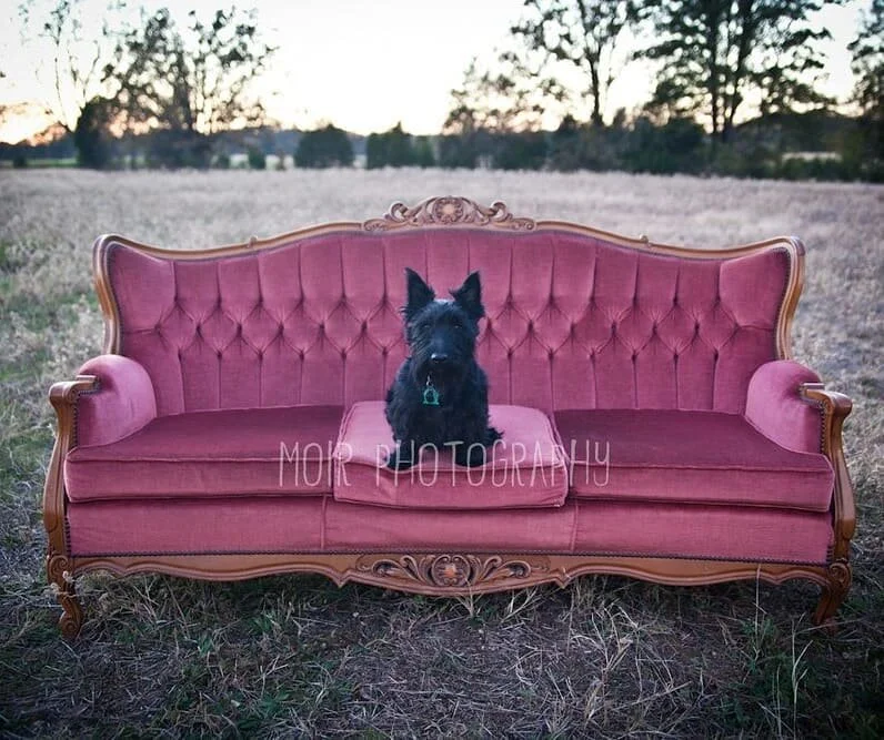 We are saying Good Bye to an old friend at the end of January. Our Rosy sofa is going to be retired and auctioned to the highest bidder. To bid on her, email us at rentmydust@gmail.com and I'll send you the details and you can send in your highest bid. #rentmydust #vintagerentals