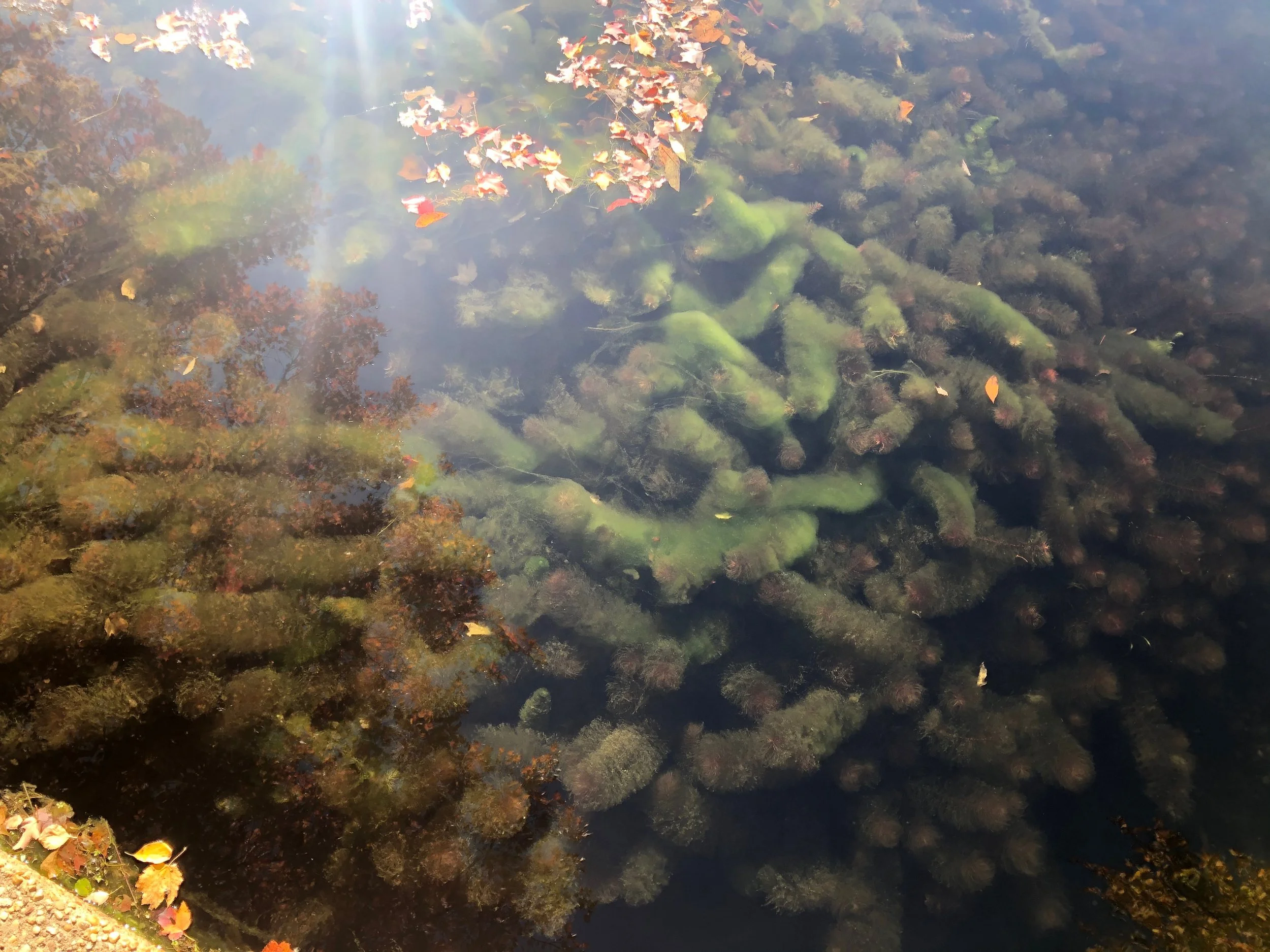 Trout Pond Invasive Species Cleanup