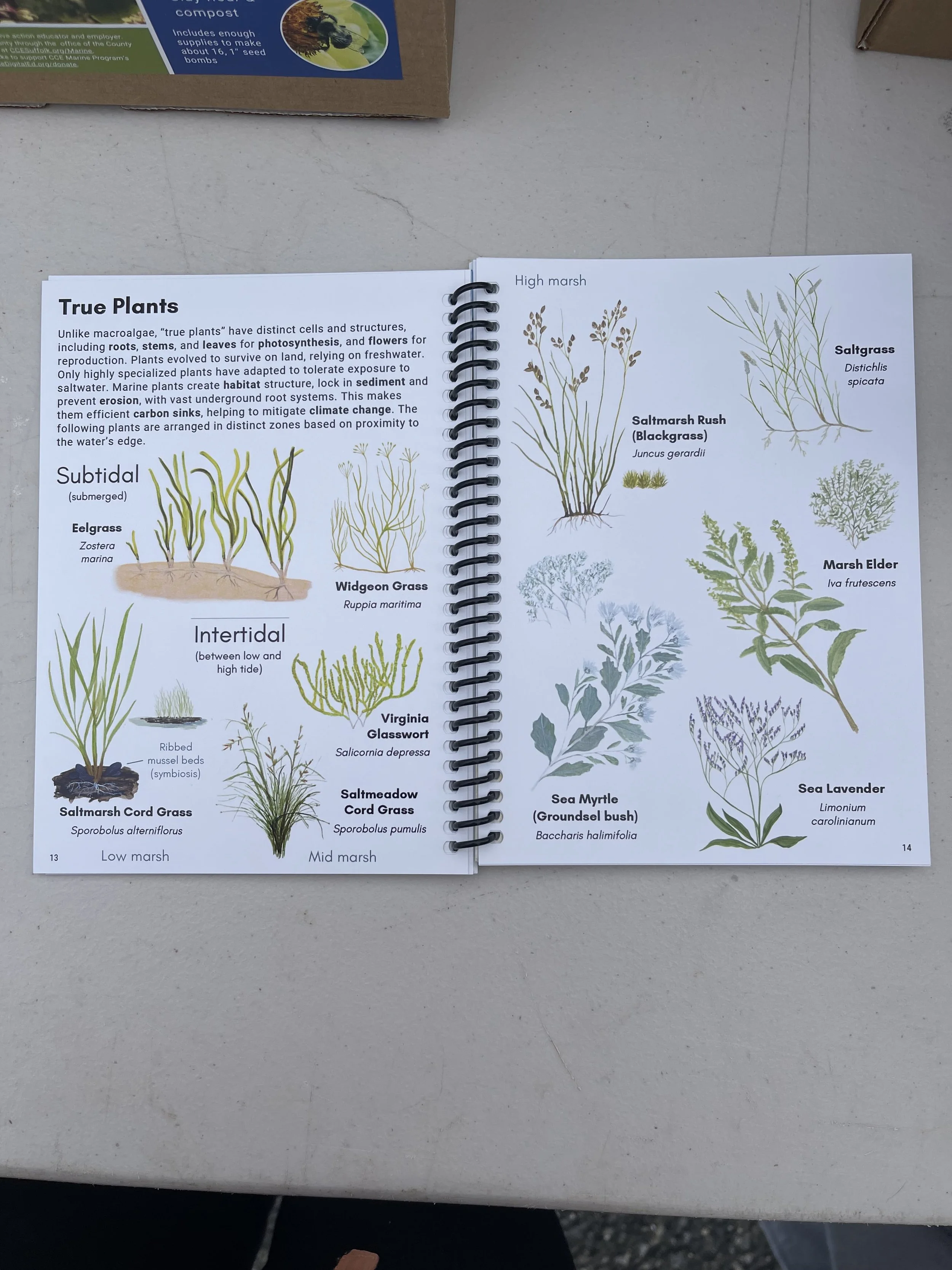 IMG_9022 Victoria Kirk.jpeg