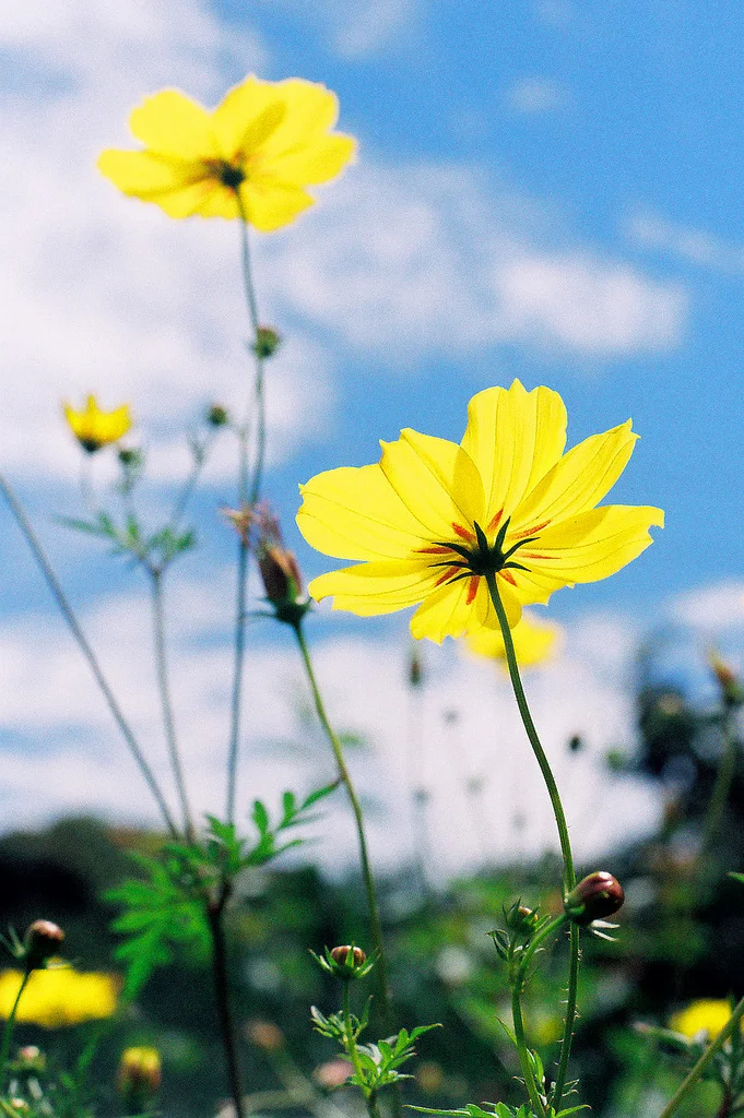 Yellow by Khánh Hmoong, licensed CC BY-NC 2.0 via Flickr