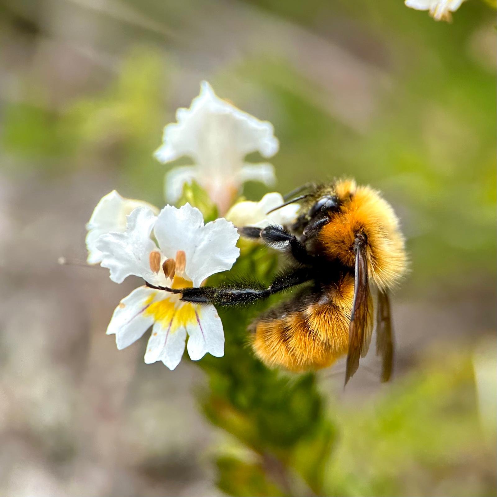 Macro: Pollinators (Luke W, '23)