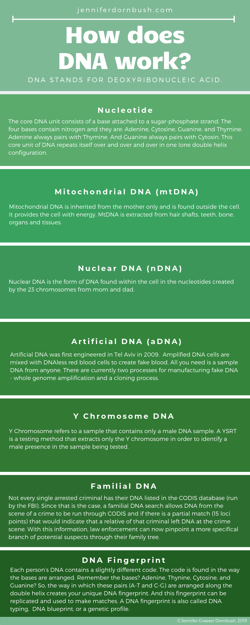 How does DNA work?-2.png