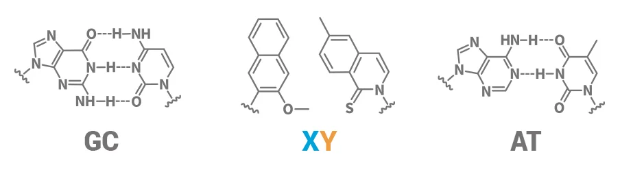 Base-pairs-20180426.jpg