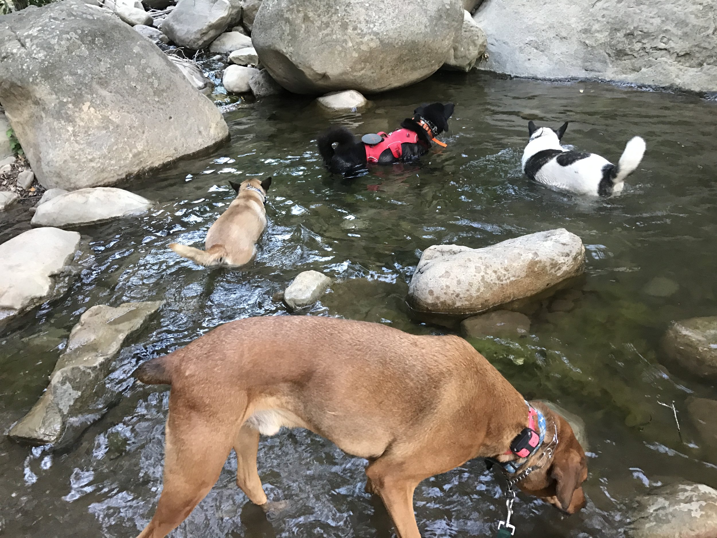 My first three dogs.