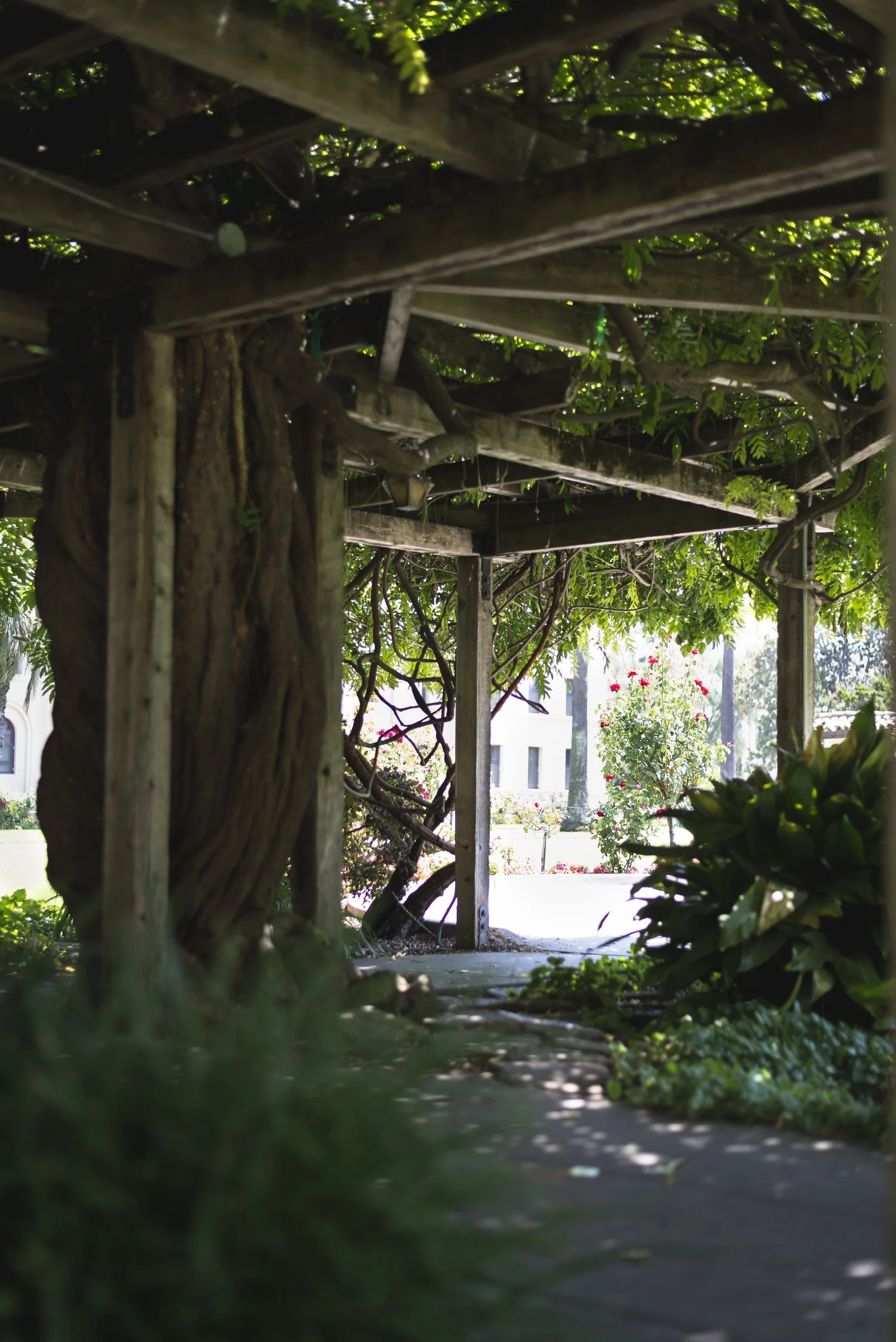 Alec Gonzales- Canopy.jpg