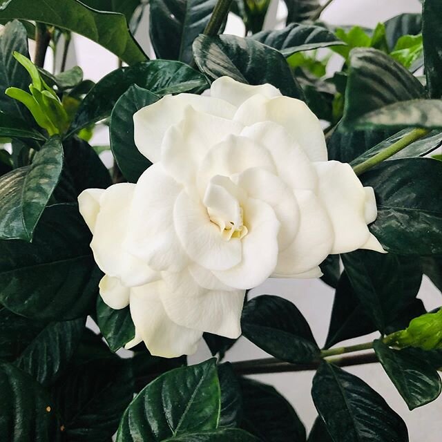 Gardenia. Always my favorite. And 34 years ago today, my wedding flower. This morning I woke up to five new blooms on the plant on our deck!  #newgrowth Happy anniversary to us, Kurt Peters! 🤍🌱🎉