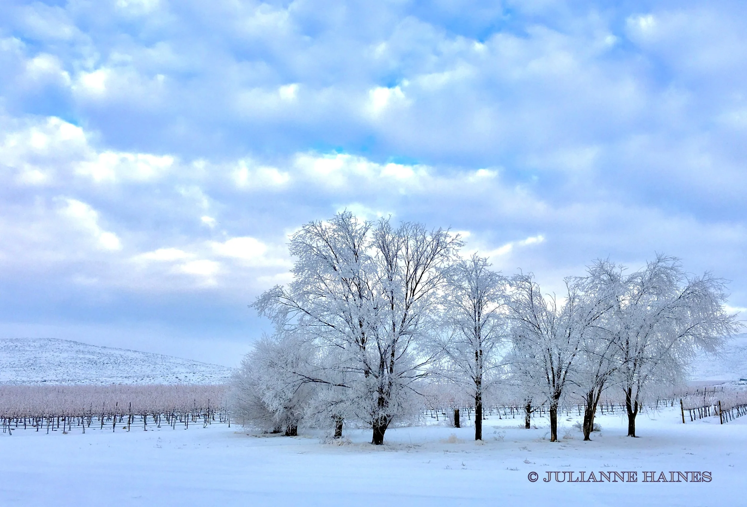Winter Vineyard 2.jpg