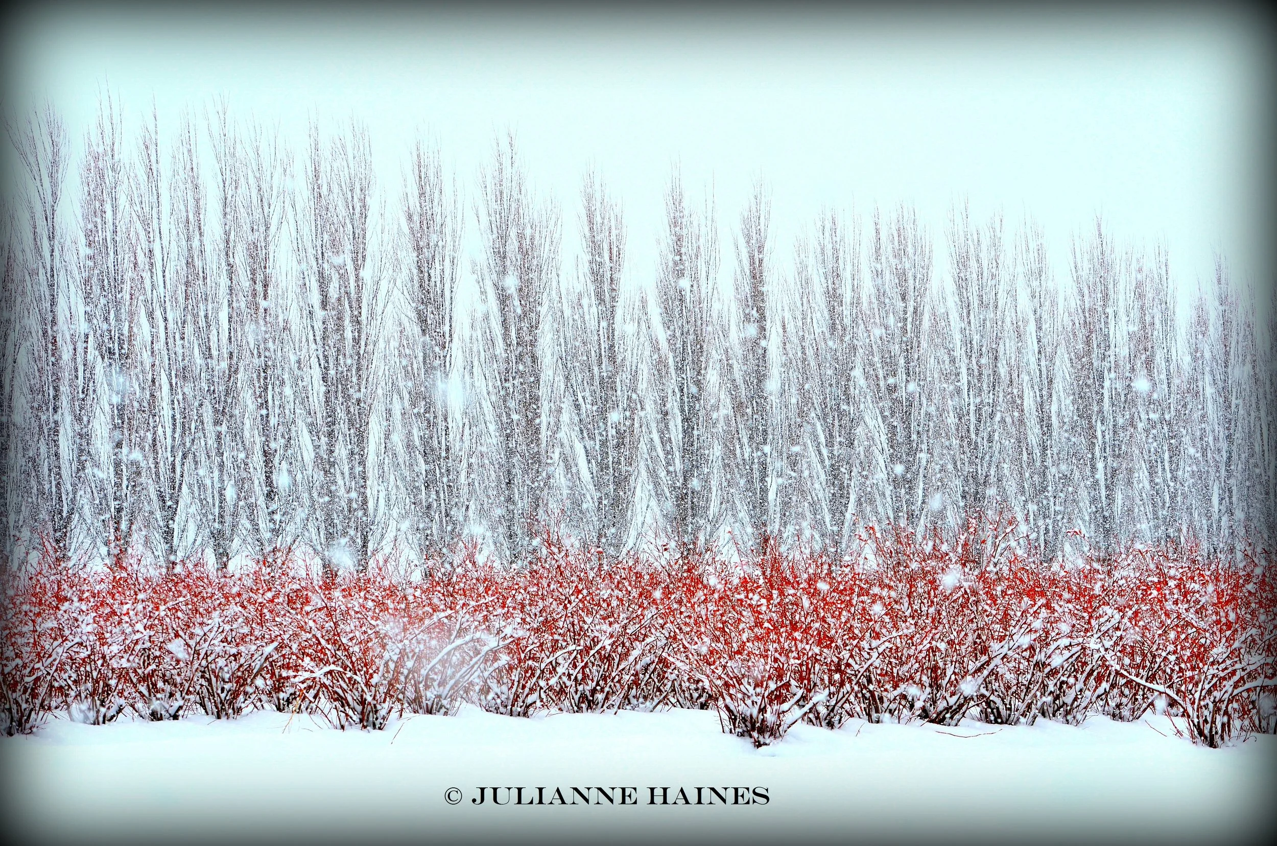 Snowy Blueberry Fields 2 c.jpg