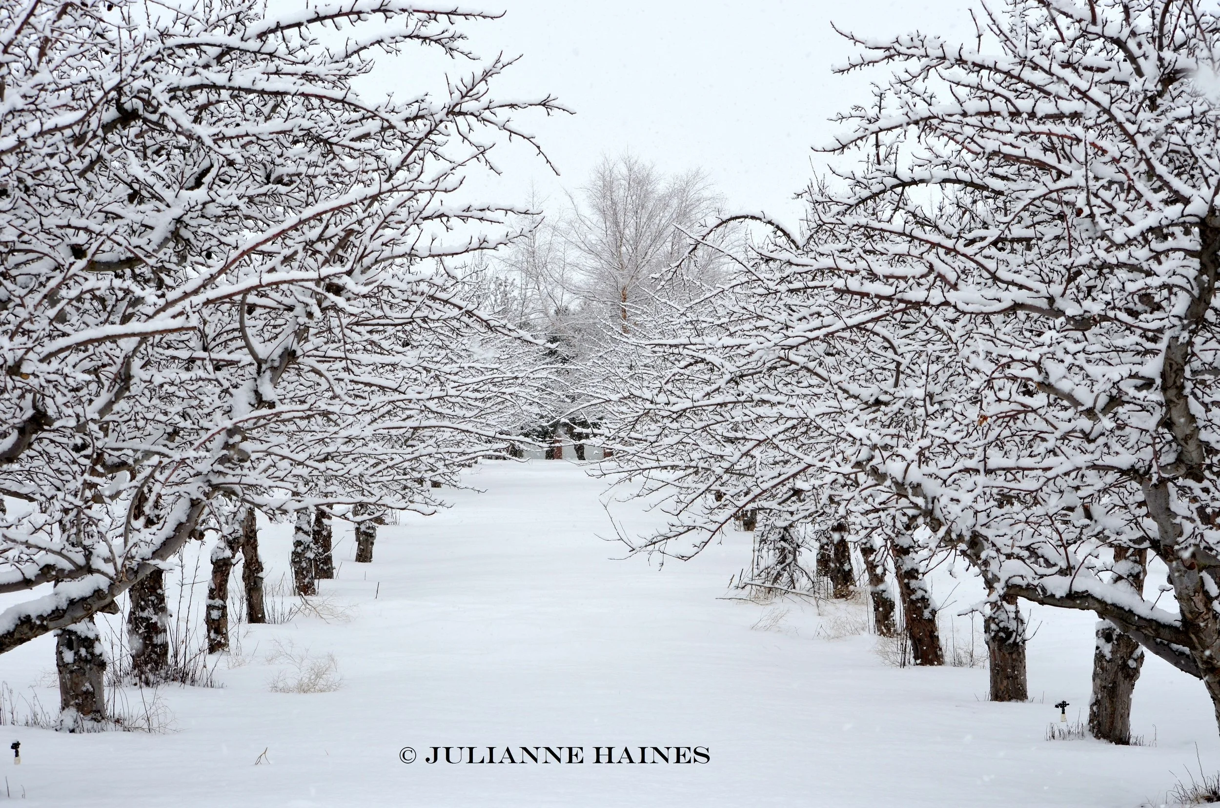 Winter Wonderland c.jpg