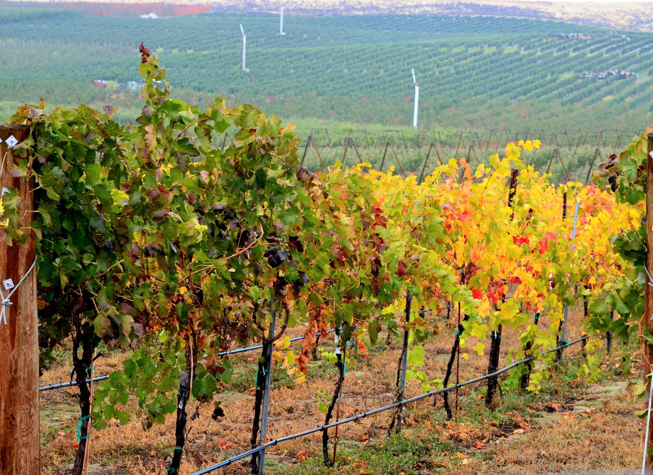 DSC_0007 Vines (2).jpg