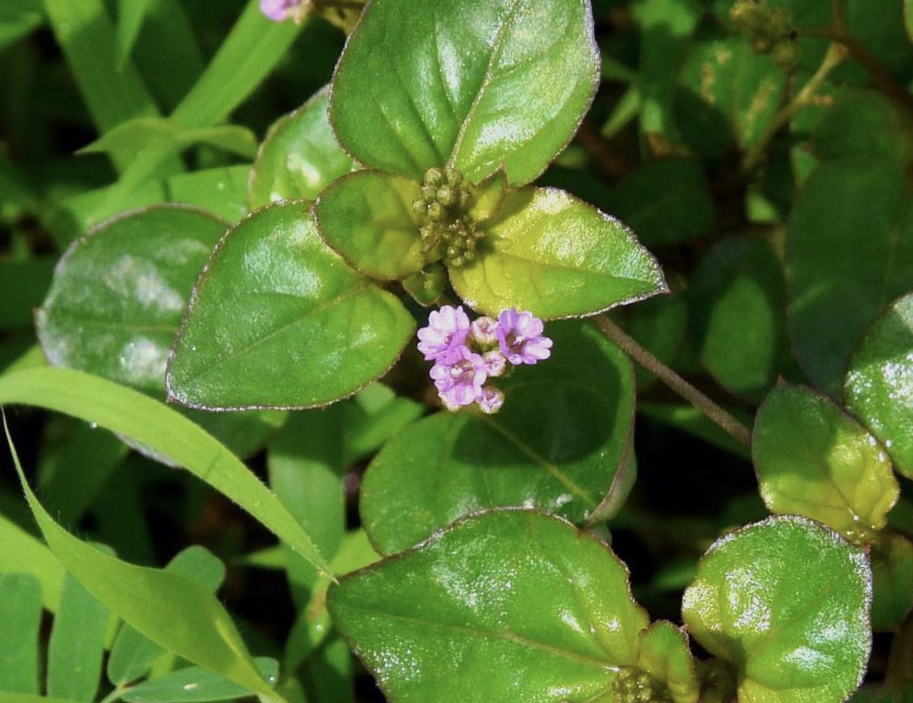 Herbal Spotlight: Punarnava: The Herb of Renewal in Ayurveda