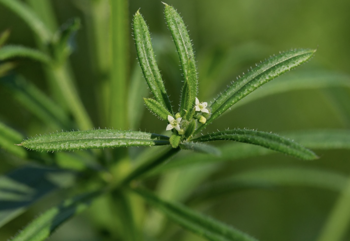 Herbal Spotlight: Cleavers - A Green Ally for Spring