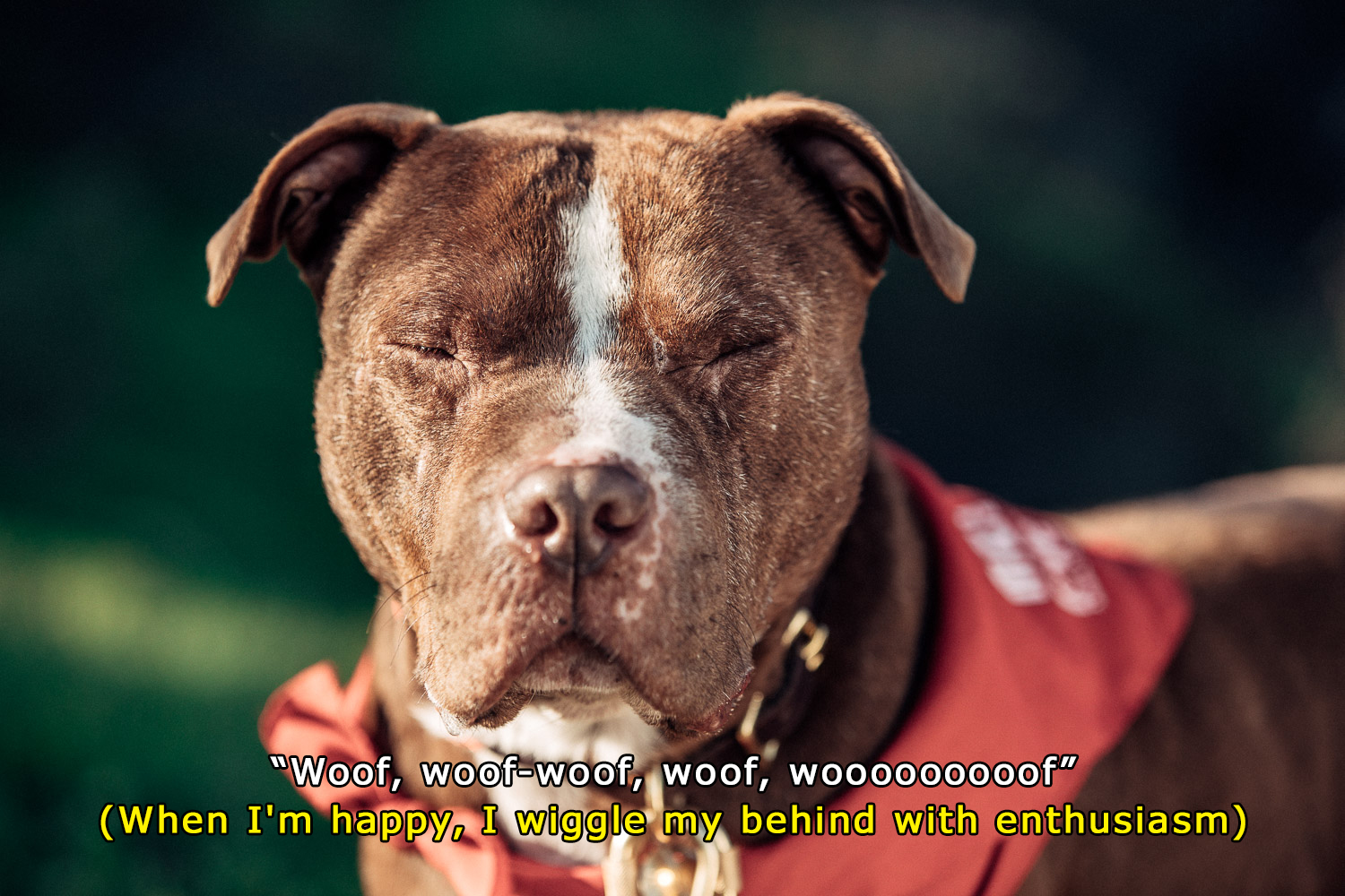 denim_and_dogs_subtitles_5.jpg