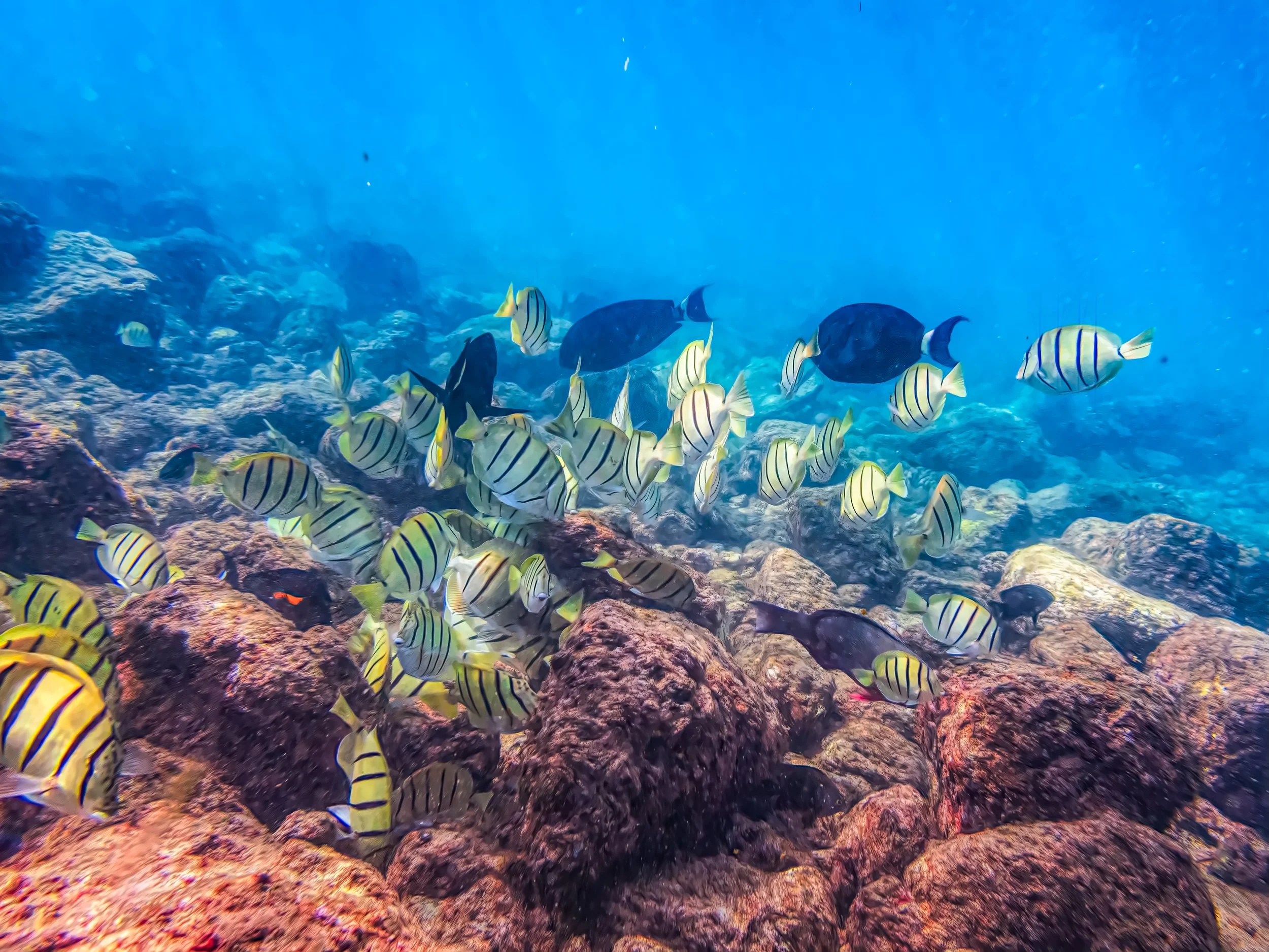 Lawai Shoreline Reef