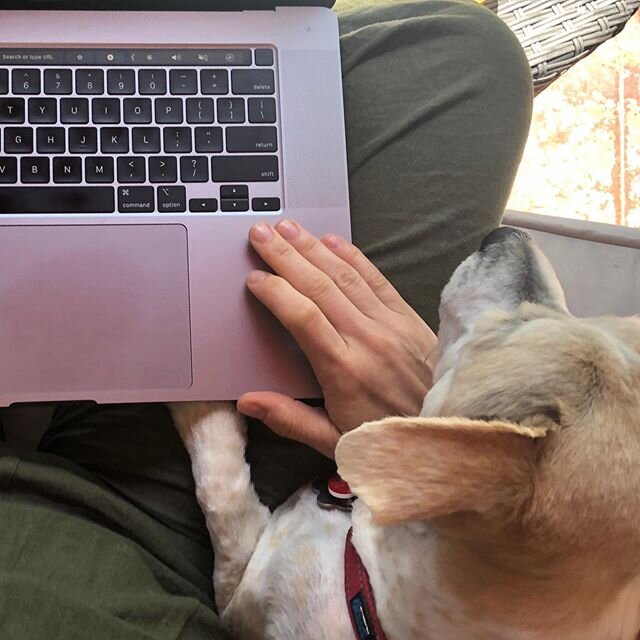 My #workhusband Pumpkin 🐶 is sometimes a pill when it comes to actually letting me work.