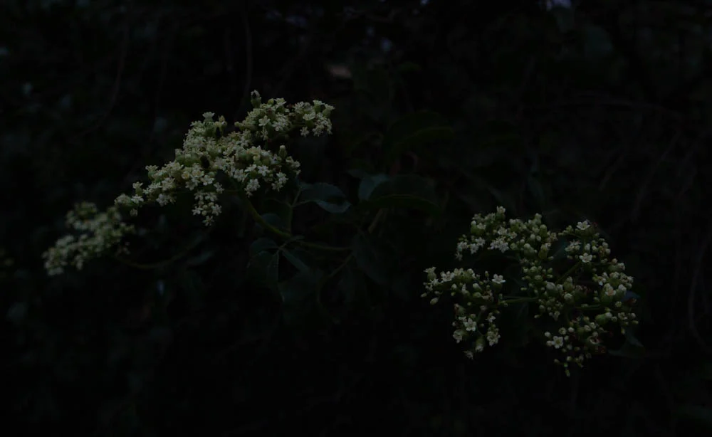 blooms-8403.jpg