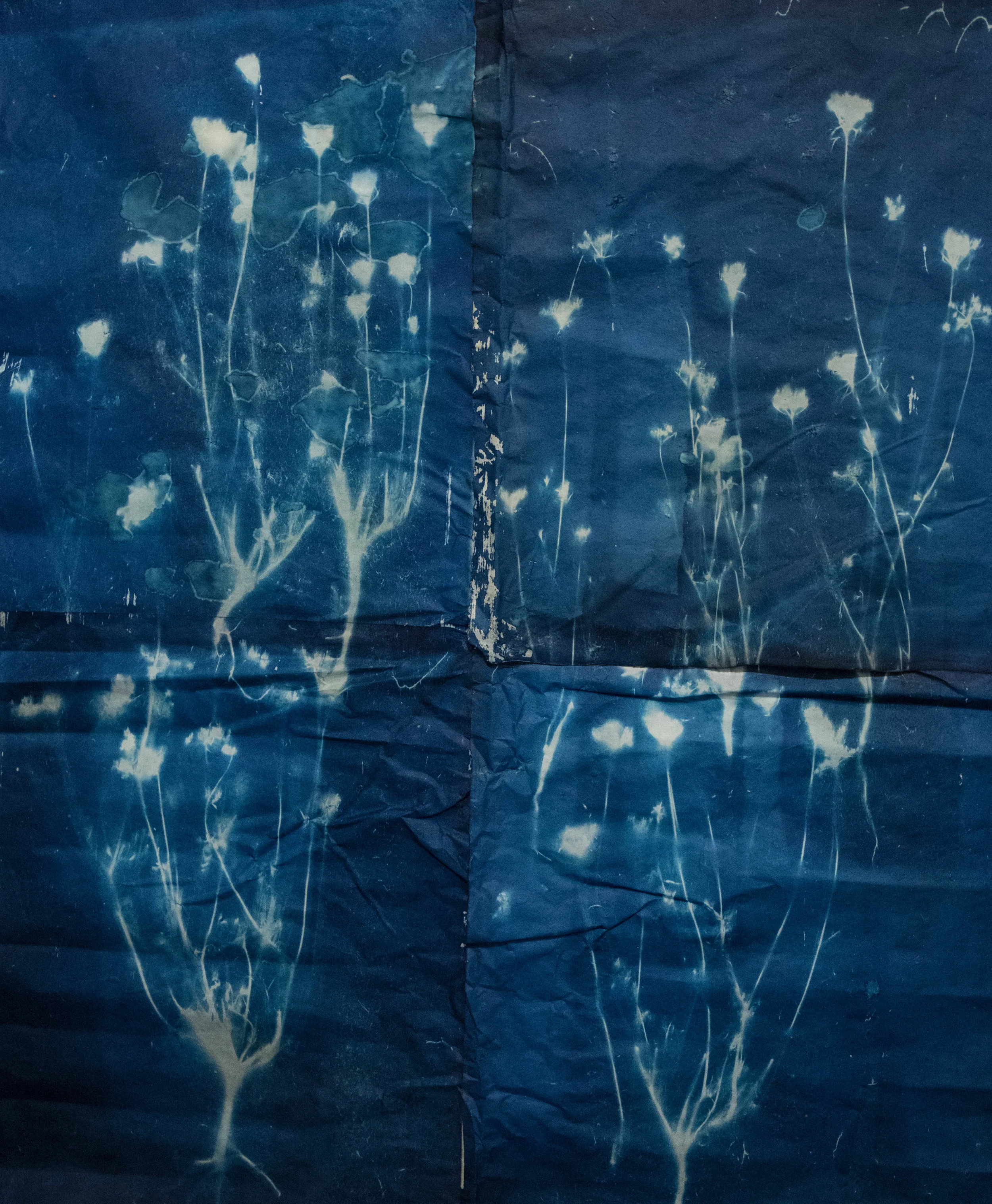 cyanotypes (3 of 3).jpg