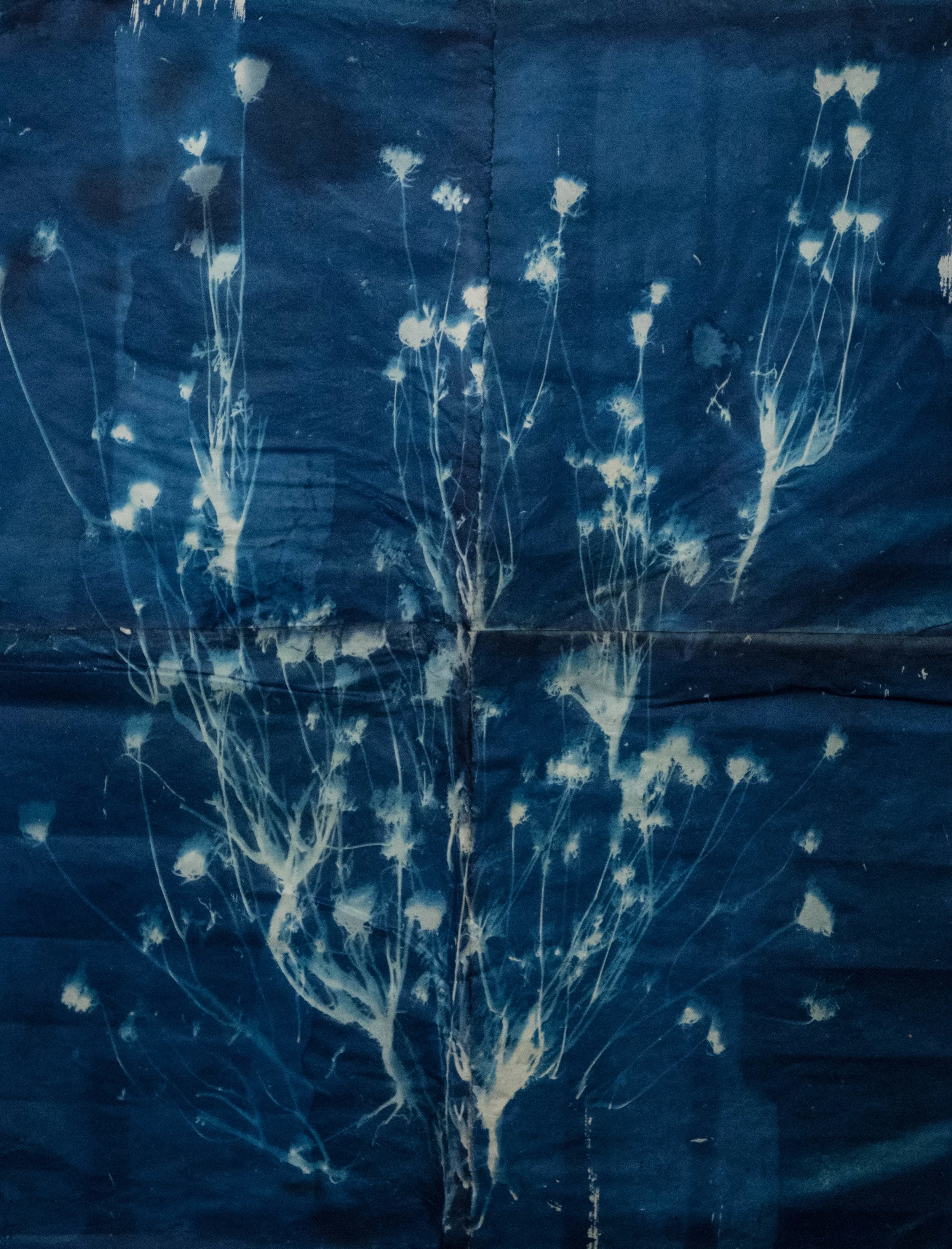 cyanotypes (1 of 3).jpg