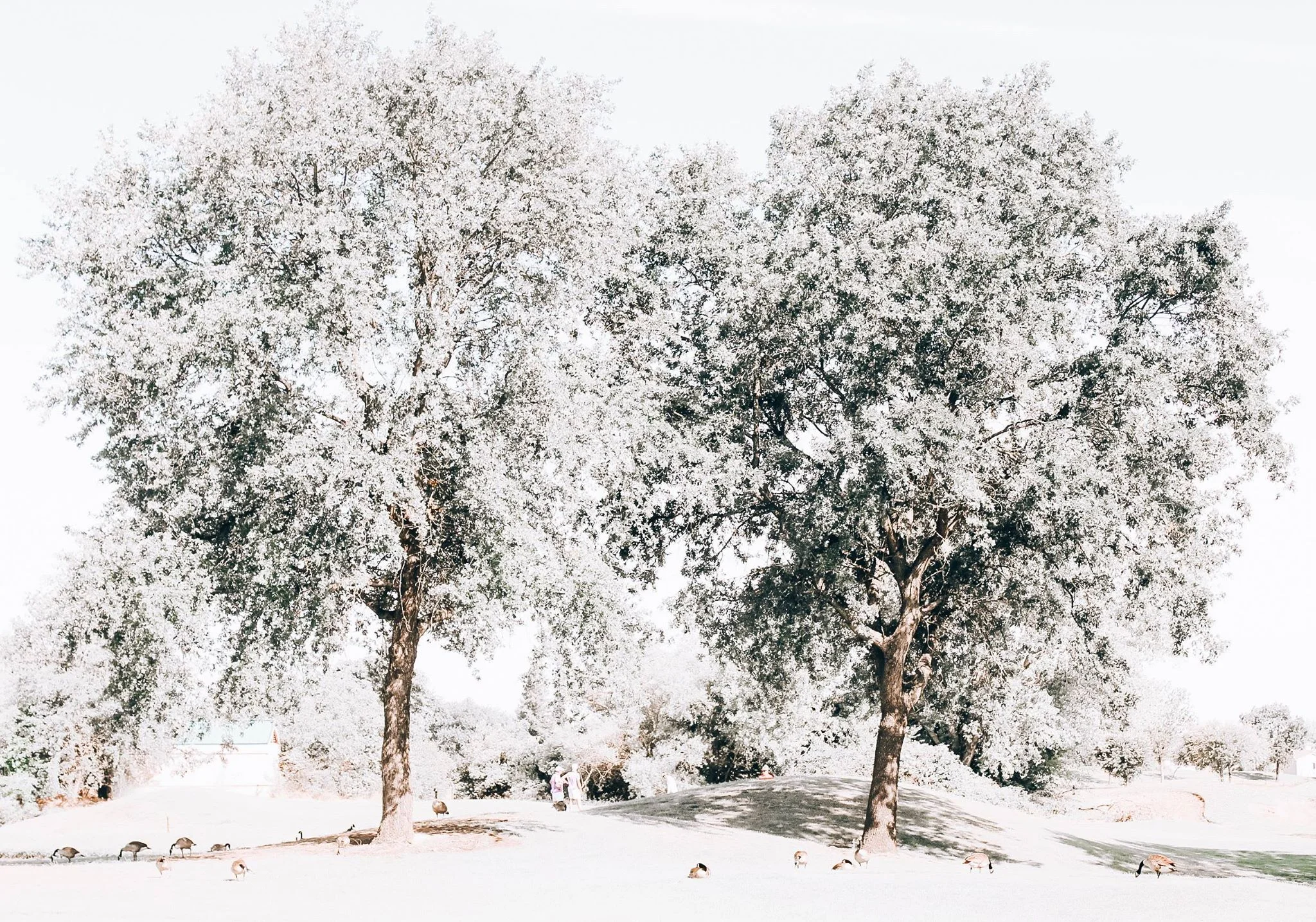 arbol.jpg