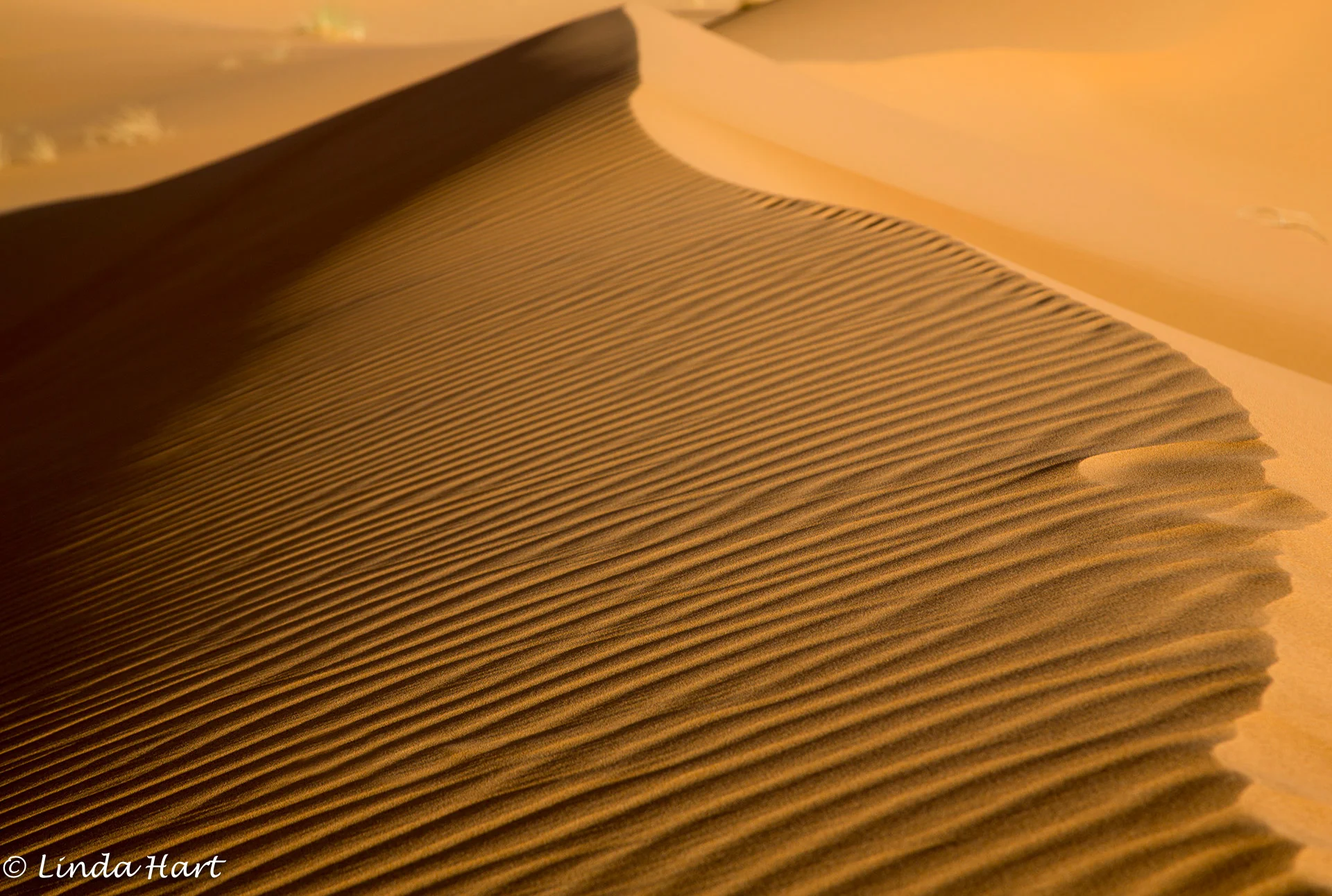 20130921-Natures patterns-LindaHart-XXX-Int-Set-0415.jpg