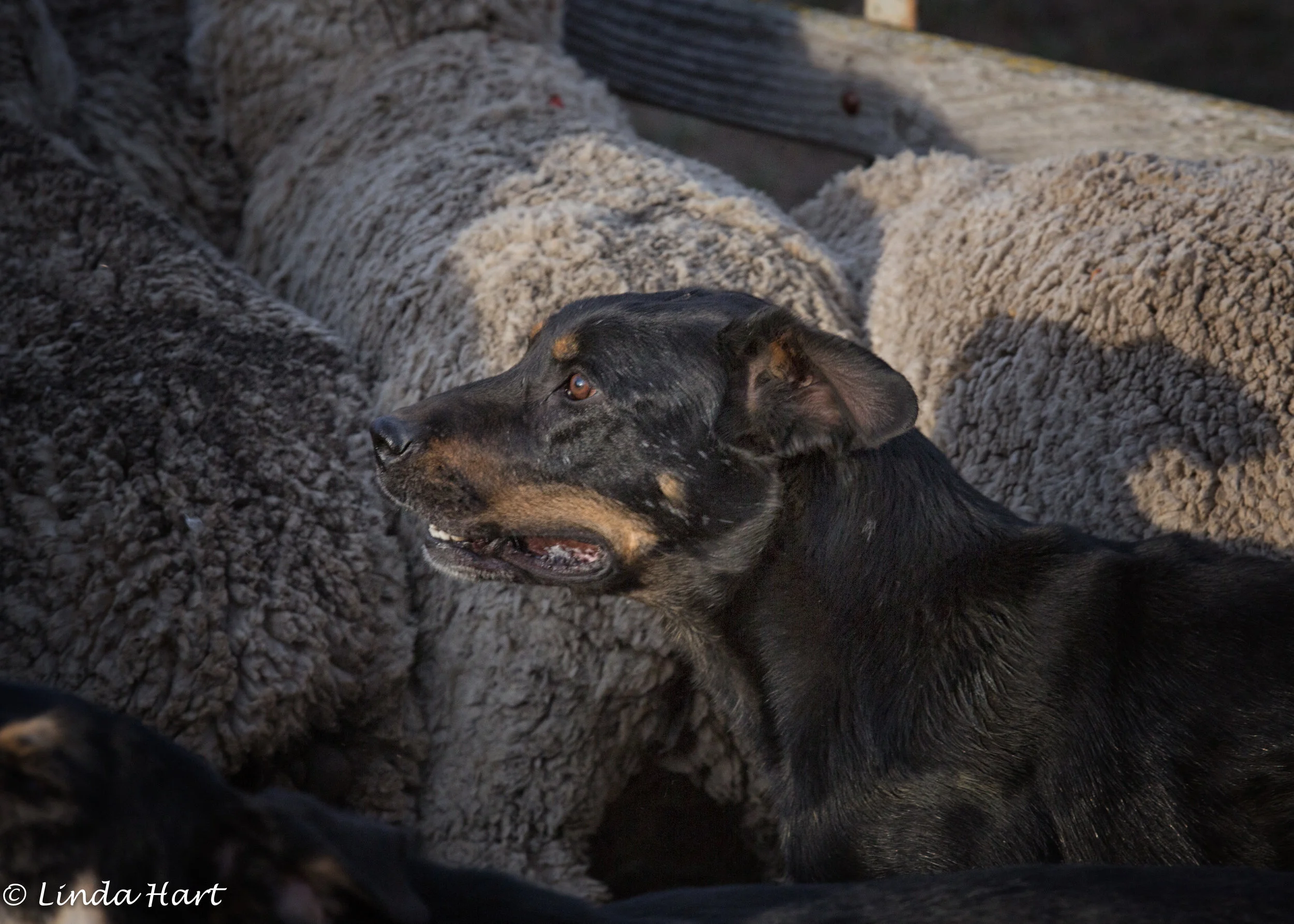 20170429-20170429-Dog with sheep.jpg