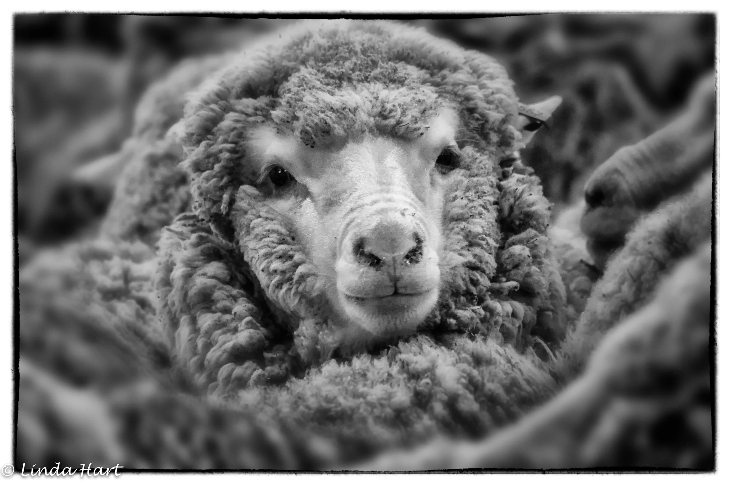 20130817-Merino in full fleece.jpg