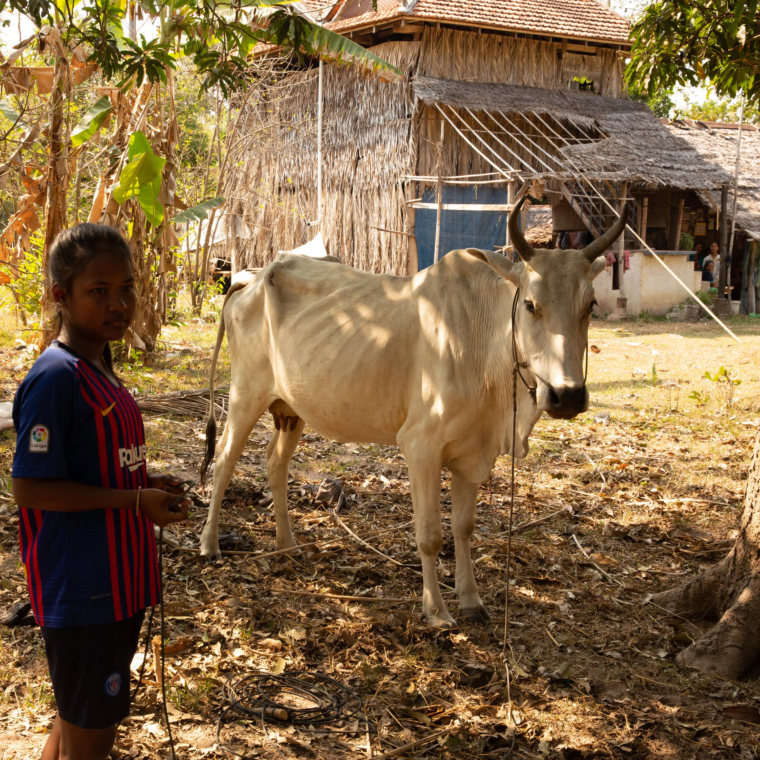 Girls commonly have chores to do - feeding the family cow is often one of them.