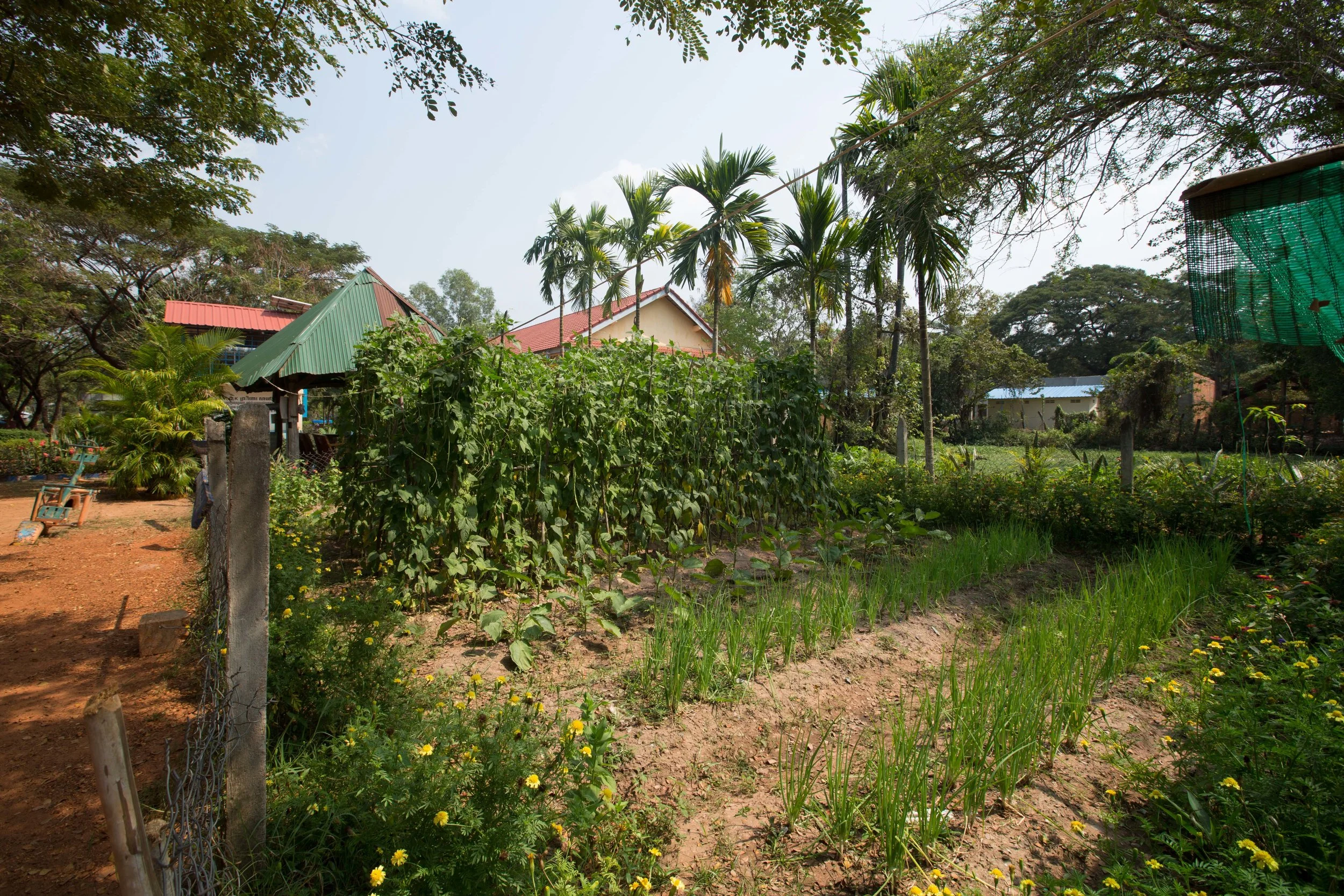 Growing vegetables at school teaches children essential skills in a part of the world which has significant food insecurity.