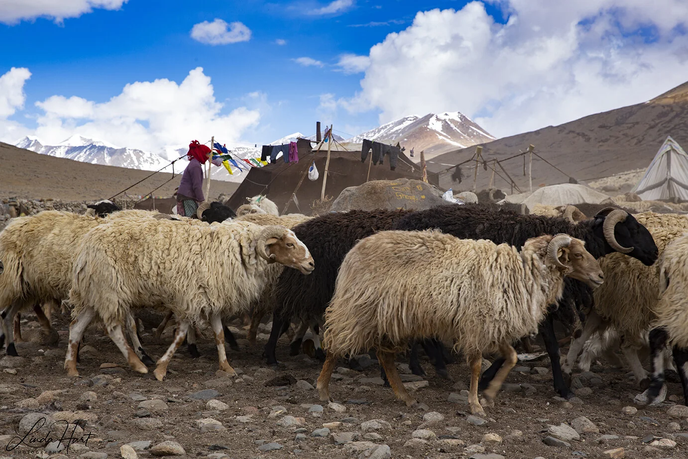 Goats heading for mountains.jpg
