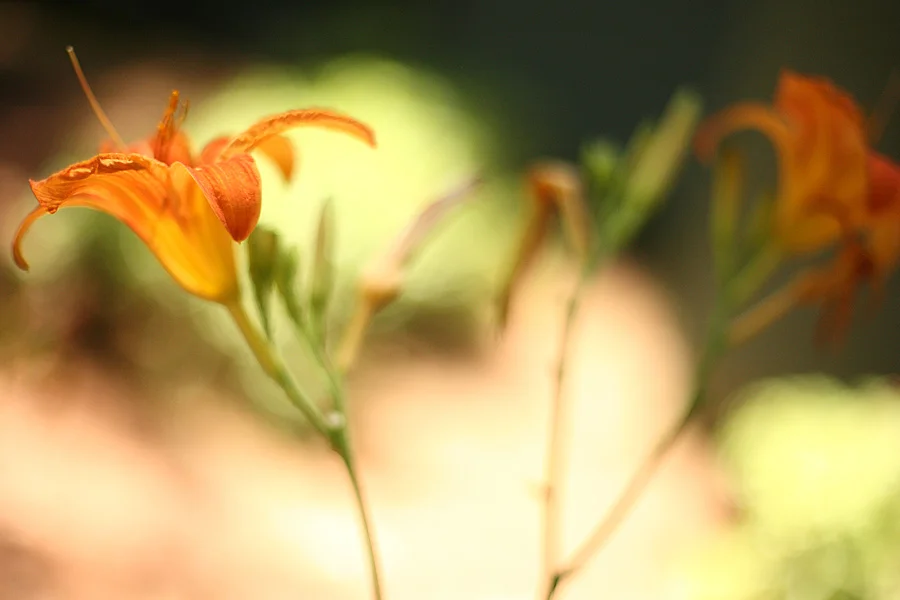 Lillies.jpg