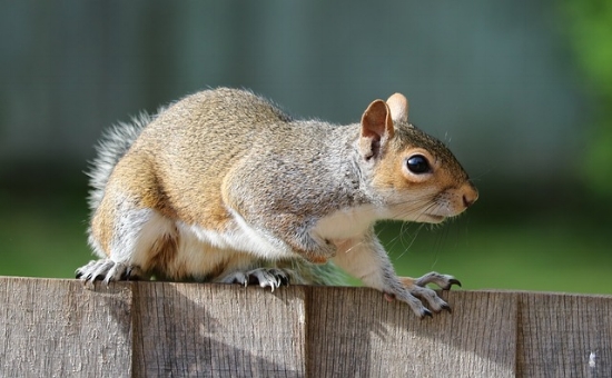 You'd better be on high alert you cute, furry tree-rat.