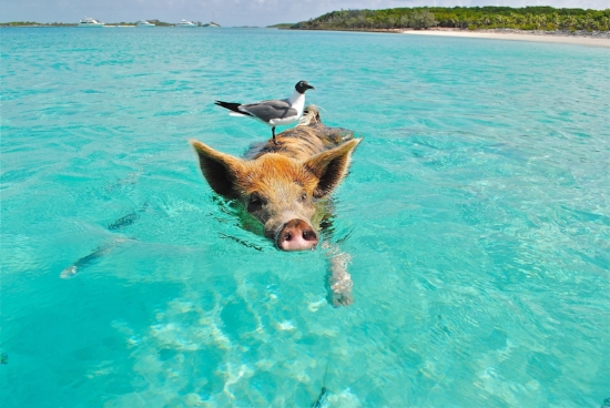 Did I mention that it's kindof cold out right now for mid-May? So here's a picture of a pig, swimming in a warm ocean, with a bird on it's back. (I swear that I'm not trying to compare lenders to pigs. Really, it's just a cute picture.)