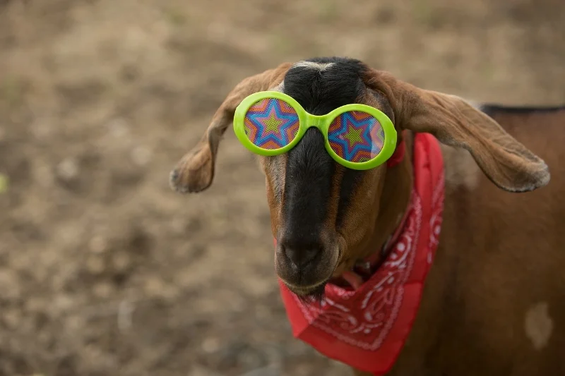 I can't really give you a picture of an attached home since it would just look like any other townhouse or condo or townhouse style condo. So, here's a picture of a goat in silly glasses. Which is almost as silly as these classification conventions.