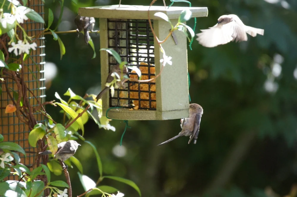 Jasmine and little birds_.jpg