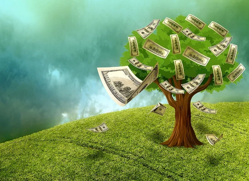 The money tree harvest this year is just a little lighter than previous years.