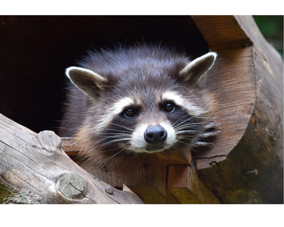 Raccoon Pest Control Near Me | Pest Control