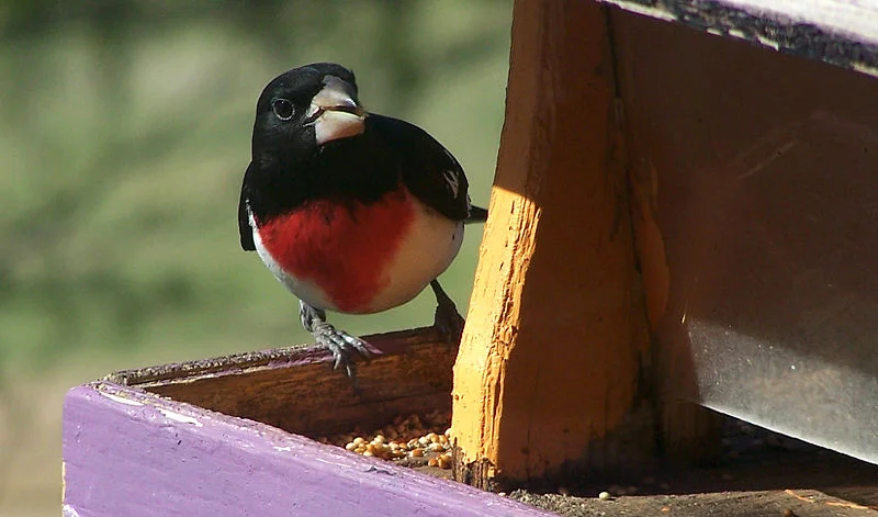 The Argument: A Poem by Cynthia Dewi Oka