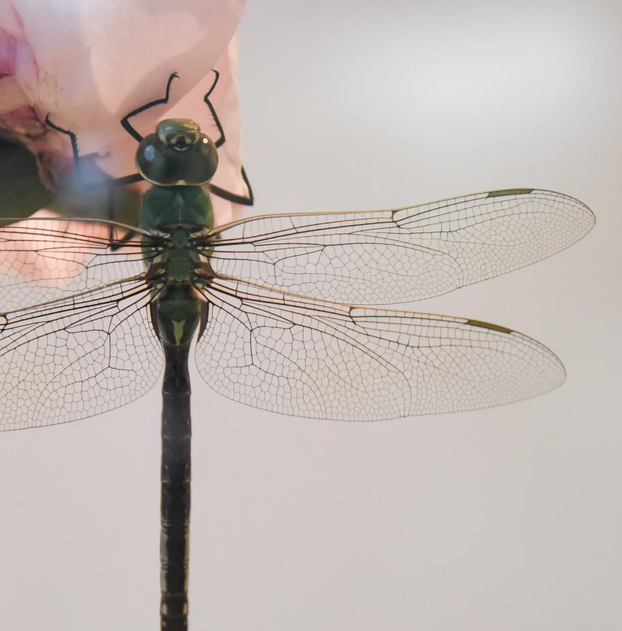 Consider This: Links