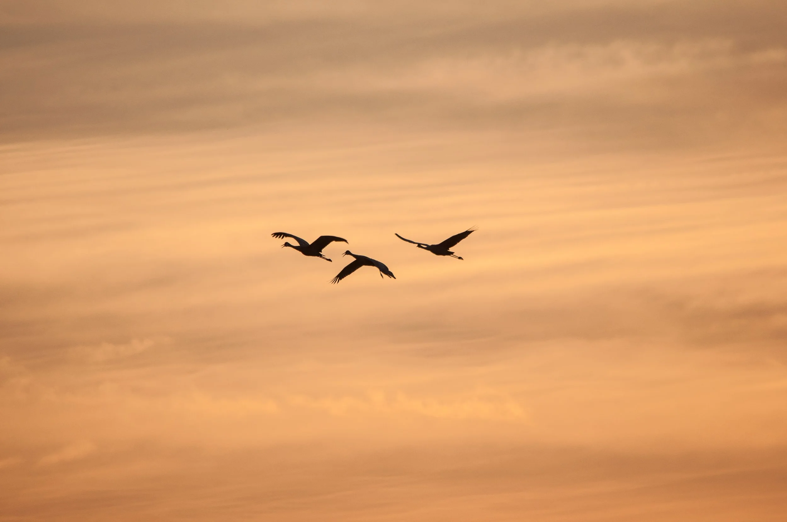 Migration by Laura Citino