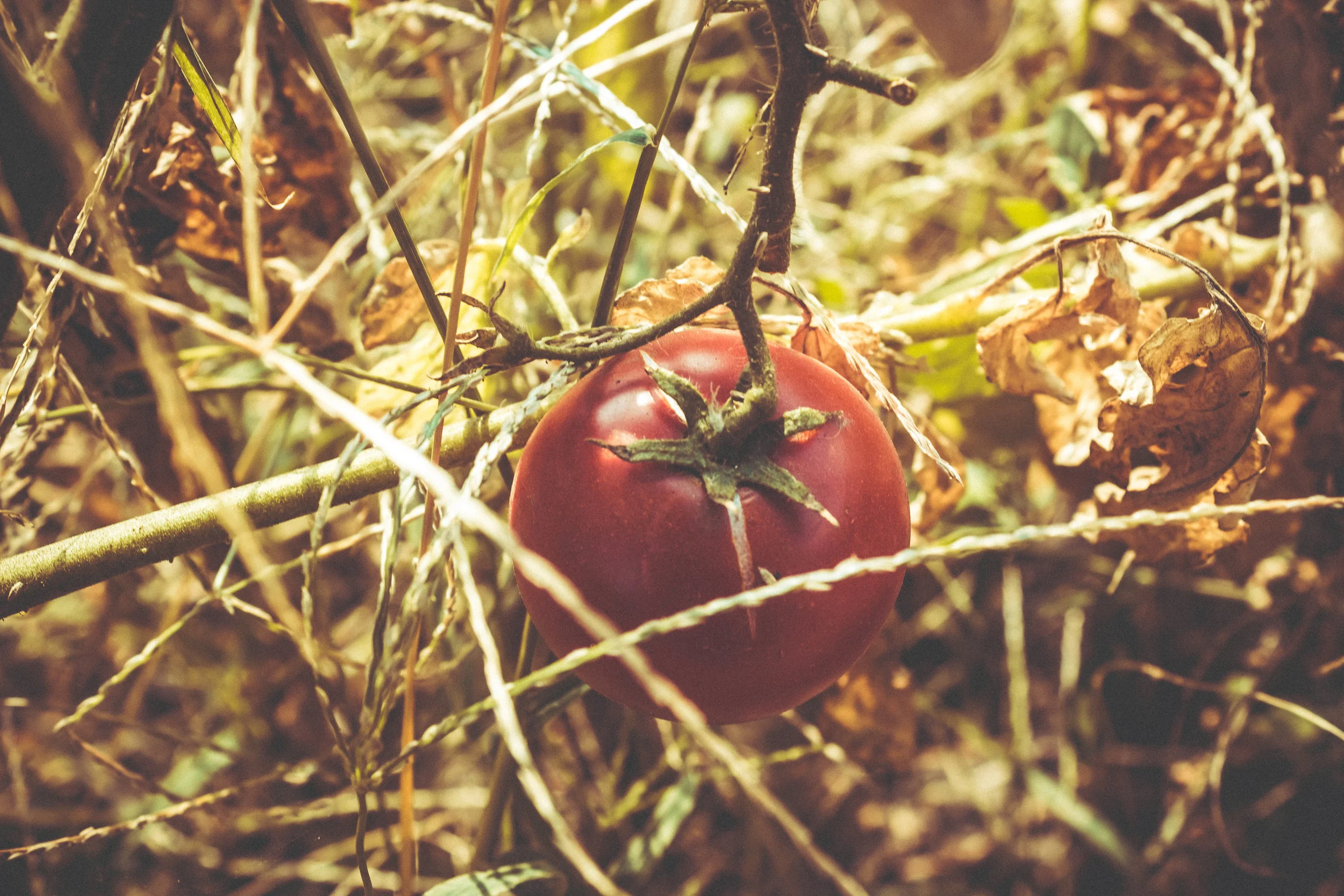 Life With Older by Jamie Iredell